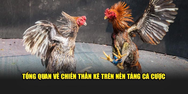 tong-quan-ve-chien-than-ke-tren-nen-tang-ca-cuoc