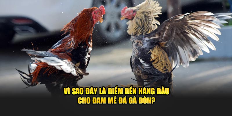 vi-sao-day-la-diem-den-hang-dau-cho-dam-me-da-ga-don